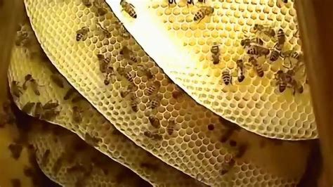 蜜蜂的巢 電土如何丟棄